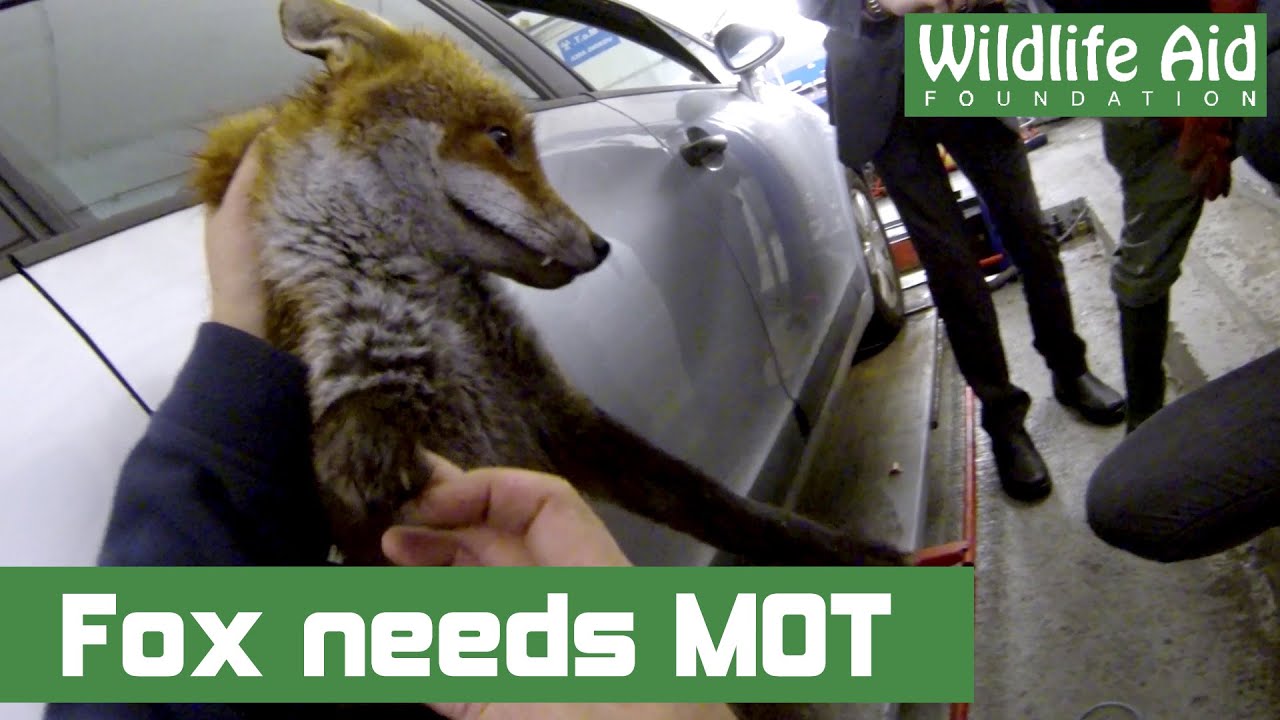 wildlife sos facebook Fox requires MOT!