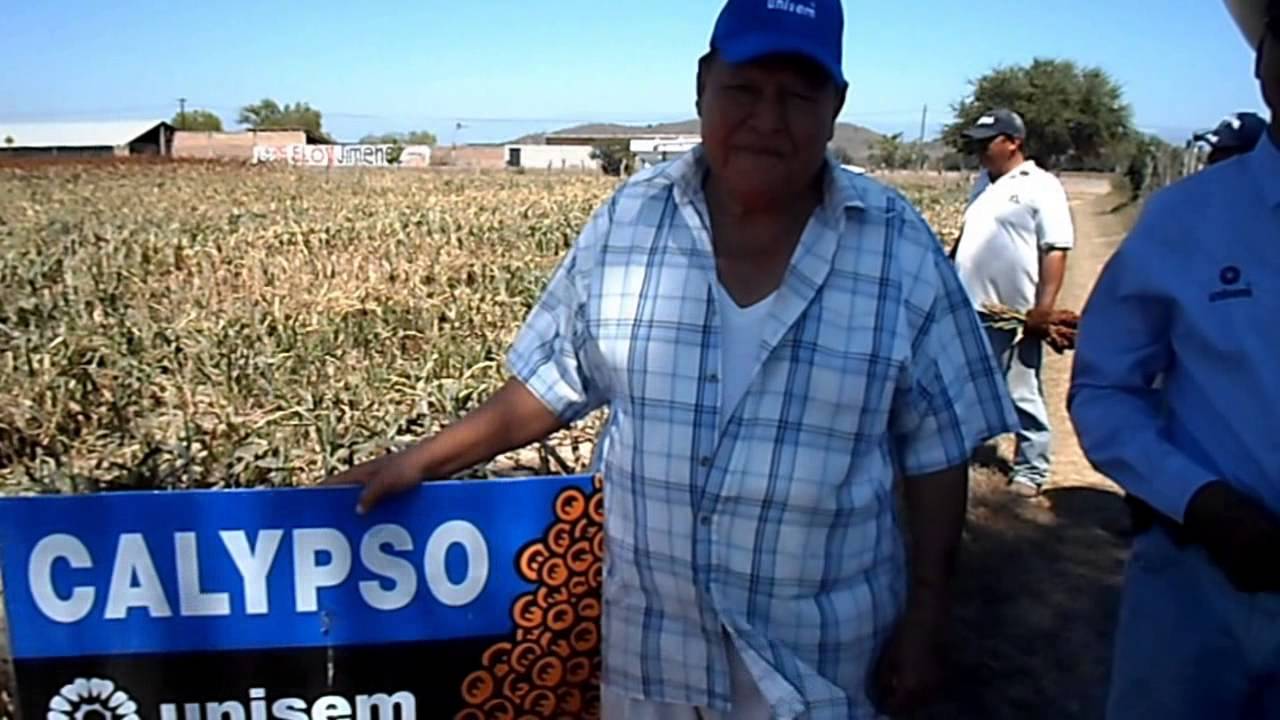 Testimonios de sorgos Unisem en Nayarit rendimientos decrecientes