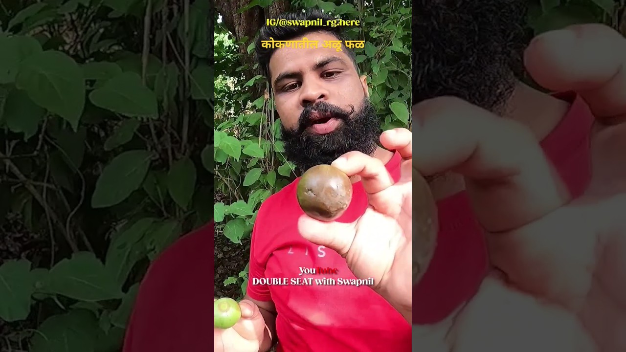 कोकणातील चिकुसारखं दिसणार अळू-हेळू फळ .. 