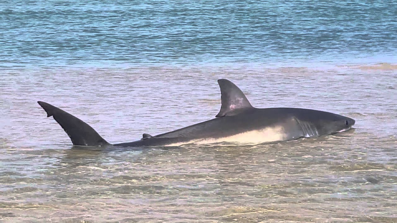 beached great white shark