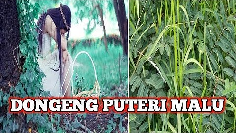 Apa sikh yang di sebut itu kue putri malu