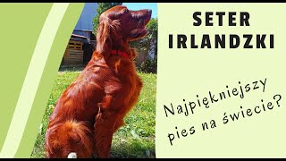 Seter Irlandzki - wygląd i pielęgnacja na przykładzie Brendy #3