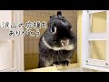 うさぎの凛が虹の橋を渡りました、最後まで応援をありがとうございました【No.816】