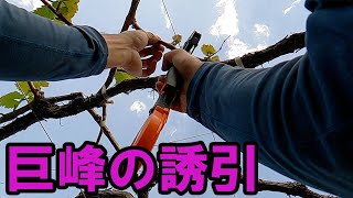 Kyoho attraction work.