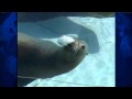 Blank Zoo's Rules Keep Trainers, Animals Safe