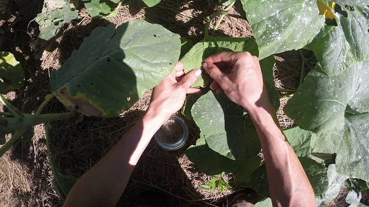 Easiest method to remove squash bug eggs