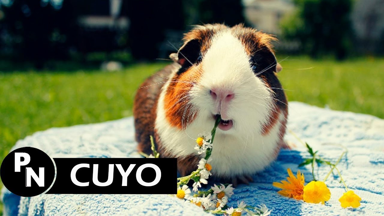LOS CUYOS// CUIDADOS,ORIGEN Y CURIOSIDADES YouTube LOS CUYOS// CUIDADOS,ORIGEN Y CURIOSIDADES YouTube