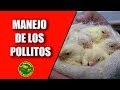 Cría Canarios (Manejo de los pollos)