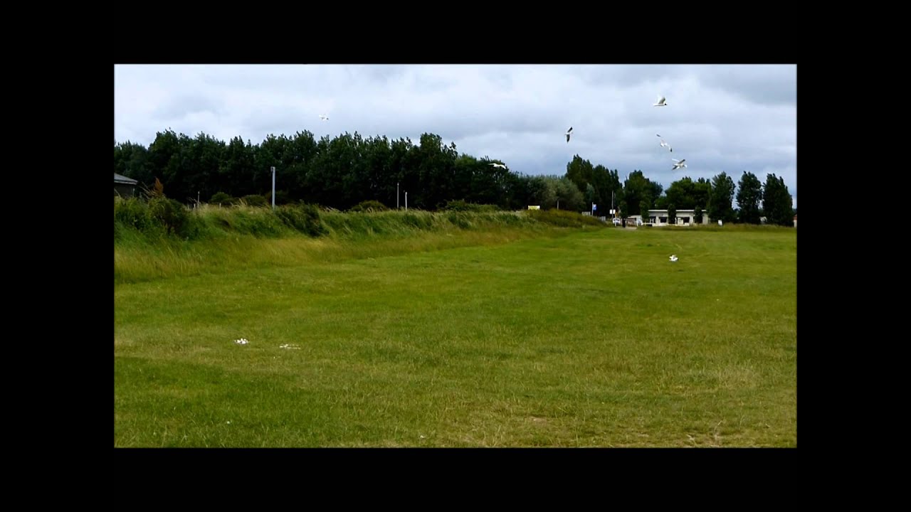 Mediterranean and Black-headed Gulls at Leysdown camera iphone 8 plus apk