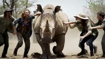 AI Video FAIL! Rhino Goes Wrong 😂🦏 When Technology Gets Confused #veo #fail #aifail #funnyshorts