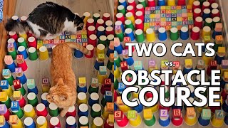 Cats vs cups & blocks | cat paper cup obstacle challenge