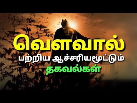 Bat Animal ( Mammal ) Facts in tamil || வௌவால் பற்றிய உண்மைகள் || Bat Bird Facts || Black Thamila