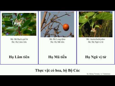 Video Thực vật có hoa, bộ Bộ Cúc chi ngũ dương hoàng lan tai... - youtube