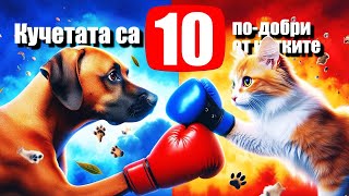 10 Причини Защо Кучетата Са По-Добри От Котките