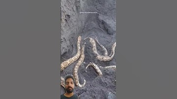 अयोध्या में जेसीबी की खुदाई के दौरान इतने सारे विशालकाय अजगर सांप को कैसे रेस्क्यू किया.😱 Big Python