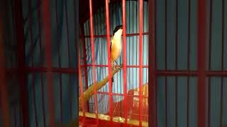 Masteran cedet gacor