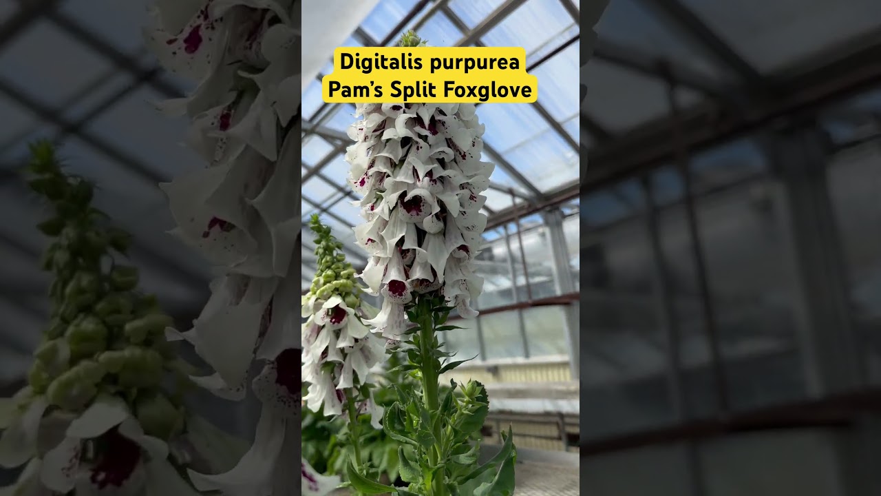 Pam&rsquo;s Split Foxglove | Digitalis purpurea. #flowers #plants #fypシ
