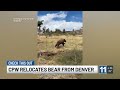 Bear found on tree in Denver neighborhood caught by officers and relocated back into wild