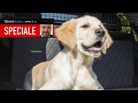 Video: Doggy Paddling: Come Kayak con il tuo cane