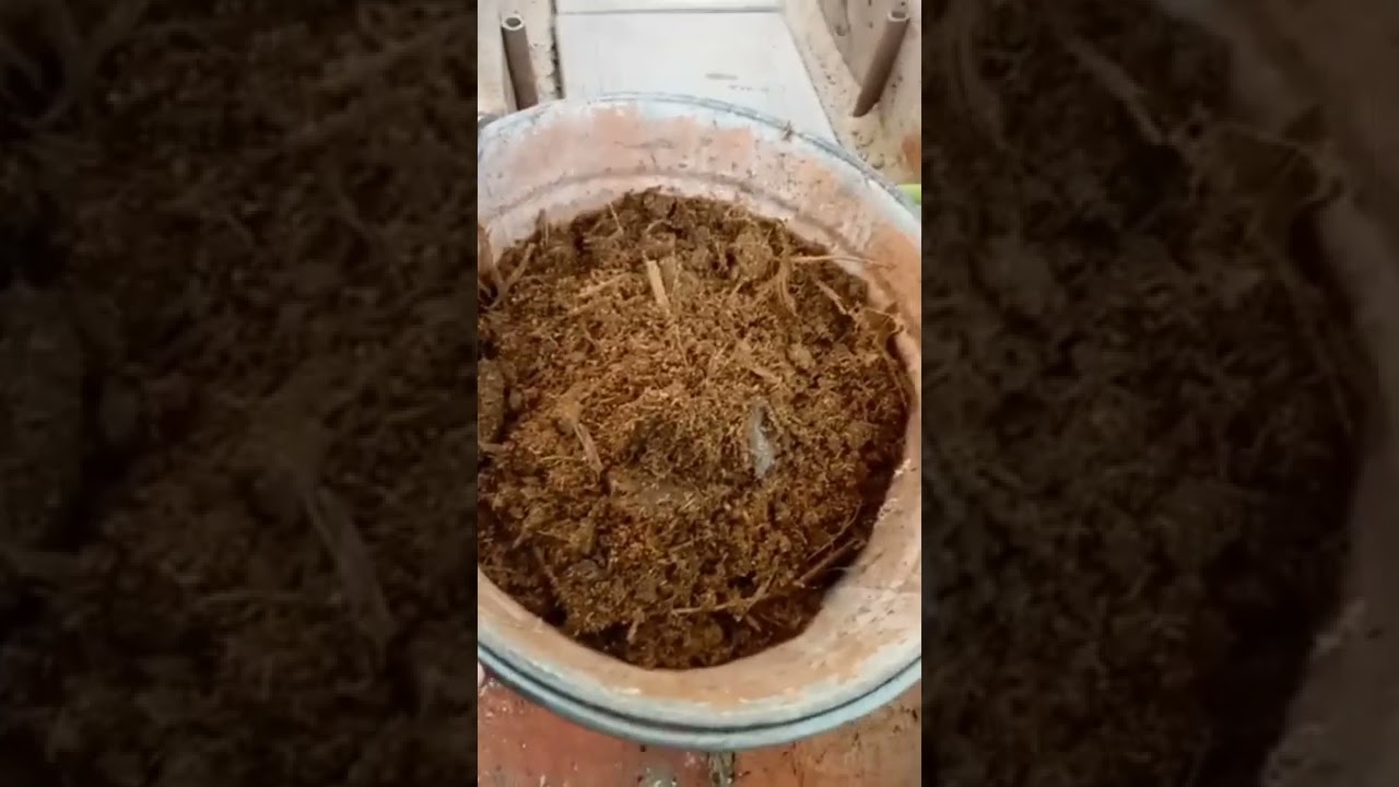 КУПИЛИ КОНСКИЙ ПЕРЕГНОЙ ДЛЯ ОГУРЦОВ