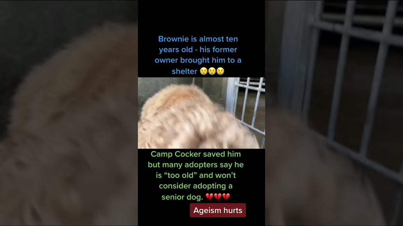 All life matters no matter your age. # senior dogs 