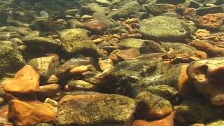 River Geomorphology (55) - Darters in a low velocity channel, Jacks Fork River