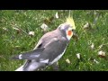 Cockatiel outside