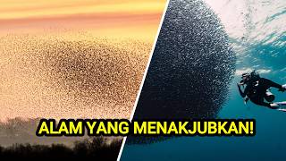 THE MOST AMAZING ANIMAL PHENOMENA IN THE WORLD! NUMBER 2 ENDS TRAGICALLY 😱