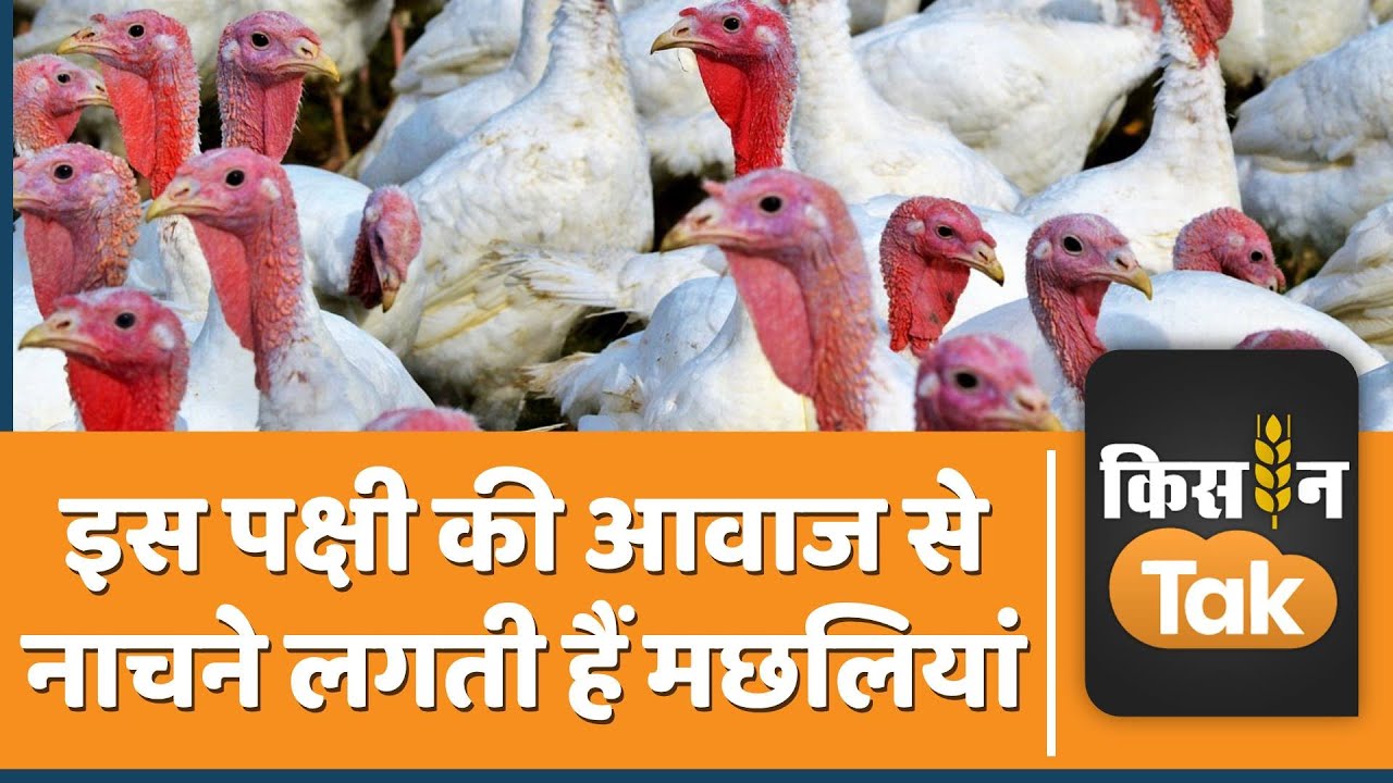देश में तेजी से बढ़ रहा Turkey Farming का क्रेज, जानें कैसे कर सकते हैं बढ़िया कमाई | Kisan Tak