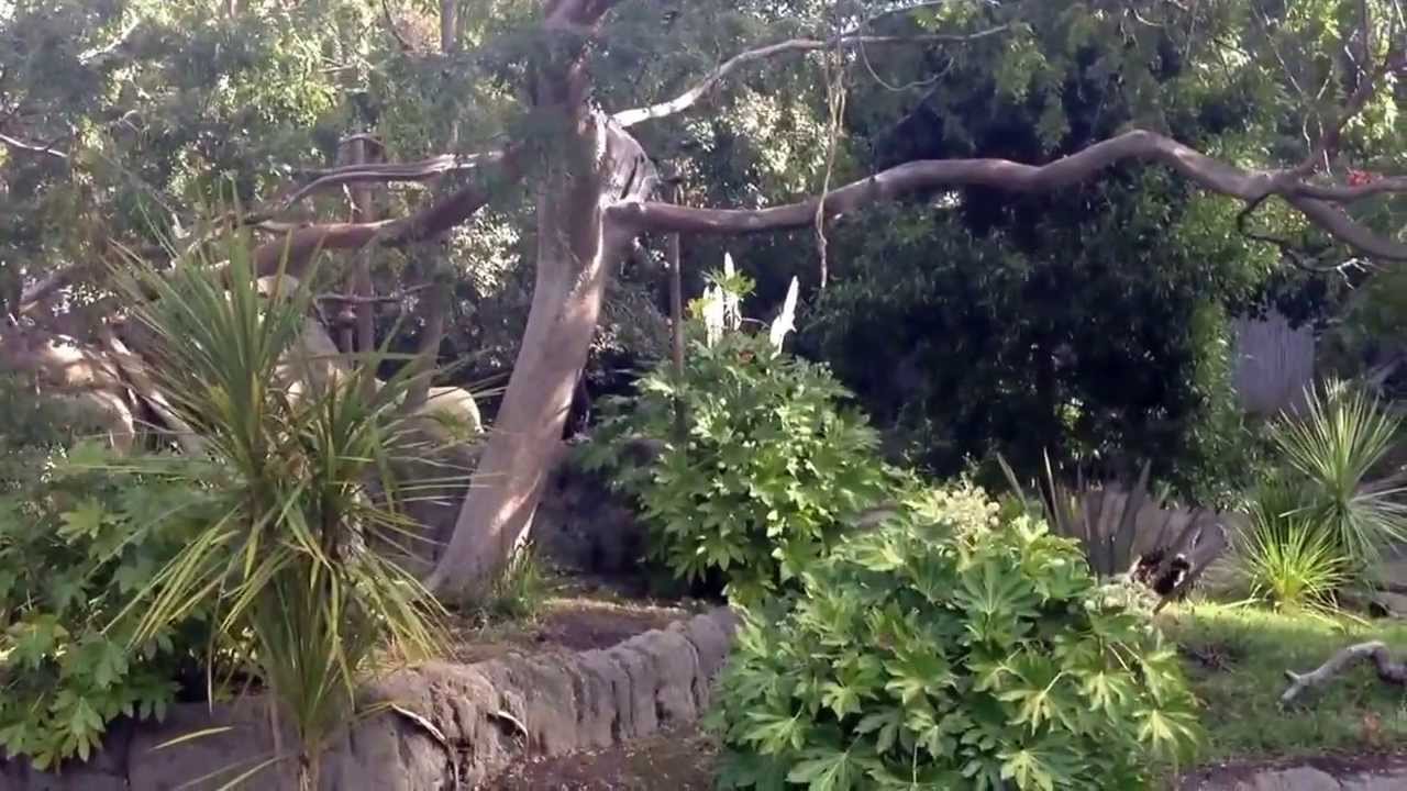 Sweet brachiating gibbon at Oakland Zoo