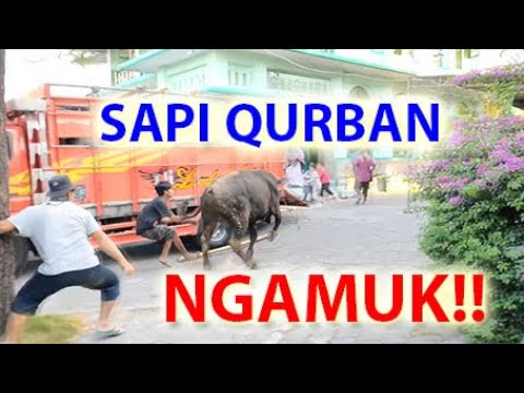 Sapi Qurban Mengamuk!! Stress!! Takut Motor. saat kurban sholat Idul Adha 2019 1440H