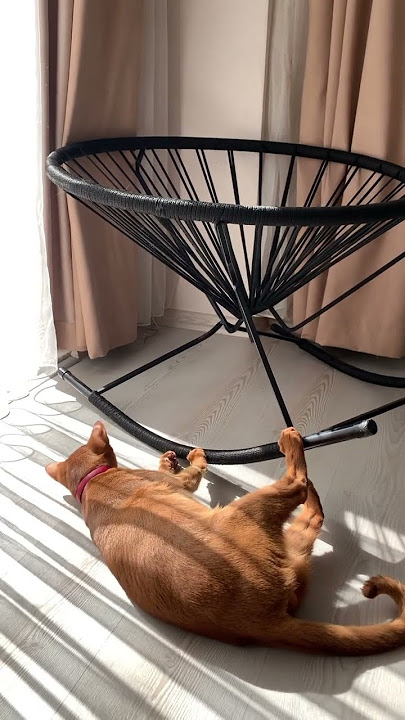 My love Yoda #catlover #catvideos #abyssiniancats #yoda