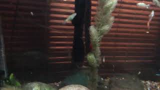New foxtail and red shrimp