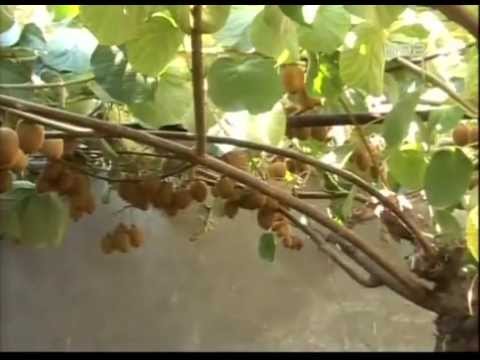Video: Gnojivo za vinovu lozu kivija - saznajte više o gnojidbi biljaka kivija