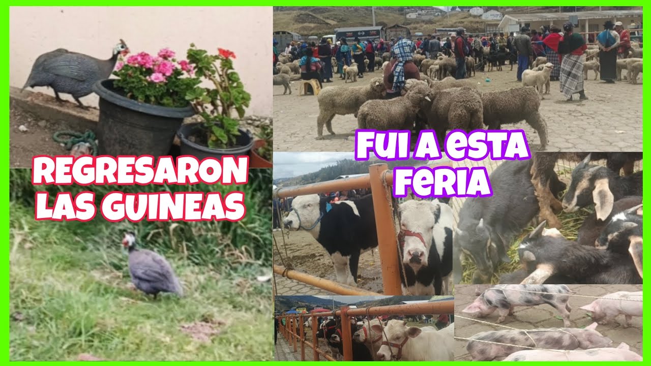 3 Días pasaron y regresaron las GUINEAS...Fui a una feria de animalitos quería comprarme algunos