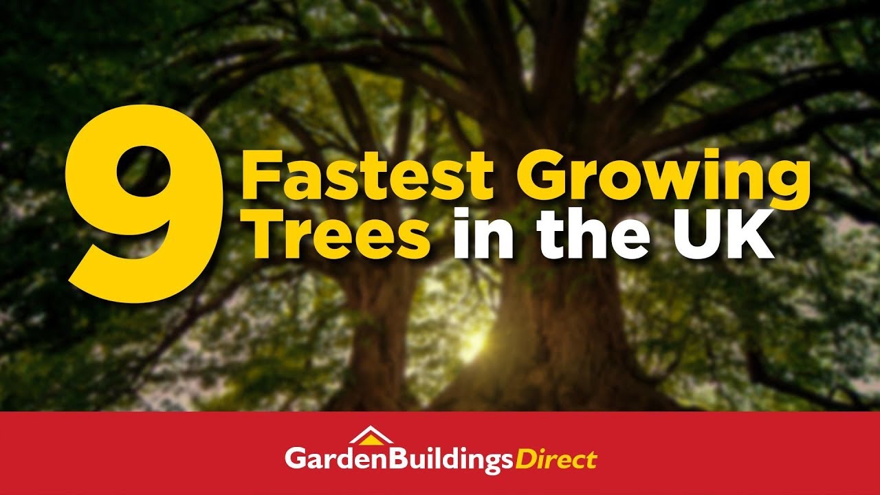 Tree Growth Rates Chart Uk
