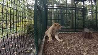 Natuurhulpcentrum  Inbeslagname Franse leeuw Ciam...