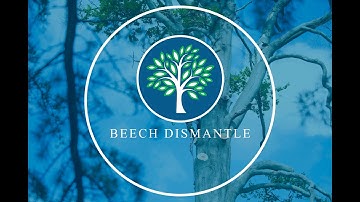 Beech Dismantle Timelapse