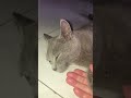 🐱Thằng Xám Trốn😰Không Dám Dzìa😟