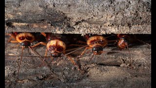 Why Cockroaches Come Out At Night?