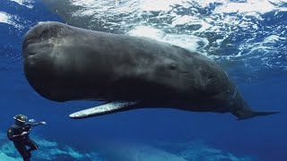 УМНЫЕ ЖИВОТНЫЕ просят помощи у человека. Дайвер помог киту и был шокирован. Люди спасли акулу и кита