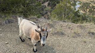 ⚡ Lightning Goats ⚡ Live Goat Feeder