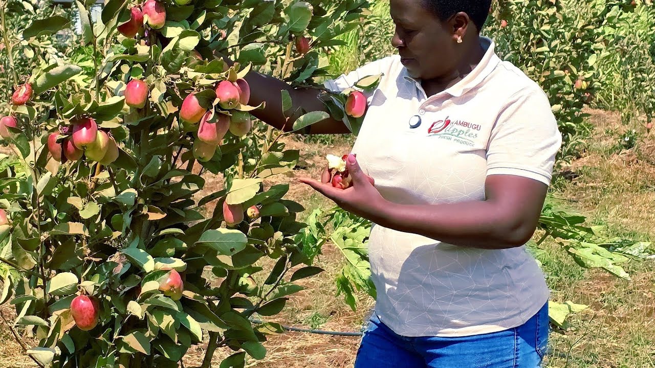 What to expect after seeing the first flowers of Wambugu apples 🍎🍏.
