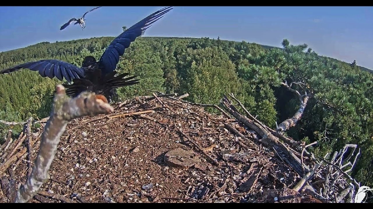 2017/08/30 10h24m~Osprey attacks a Raven~Latvian Osprey