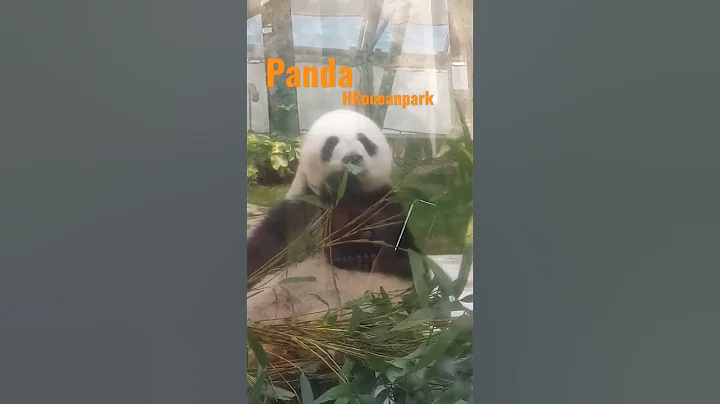 #panda #oceanparkhk #shorts #hongkong #explorehk - DayDayNews