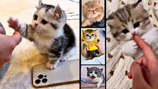 Cute Meow Meow !! 😍 Baby Cat 😘 🐾 @Meow_cute_cat