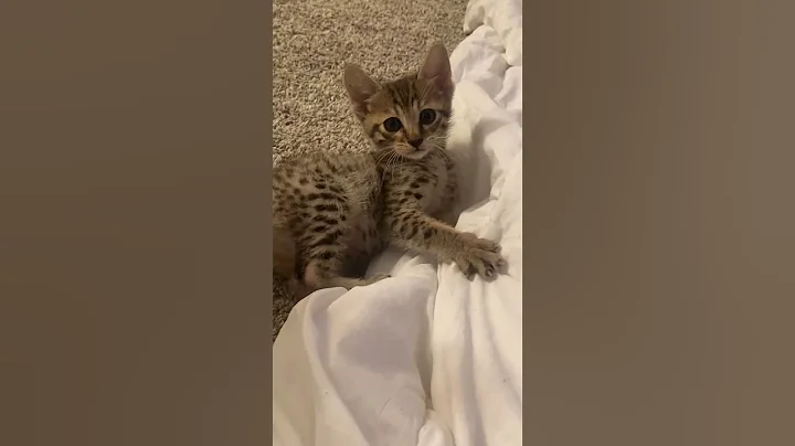 Video 11810171: purr kittens cat, savannah cats kittens, kitten cute purr, purr kitty