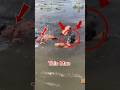 He Jumped In… Then a Crocodile Grabbed His Leg 🐊😱 #shorts