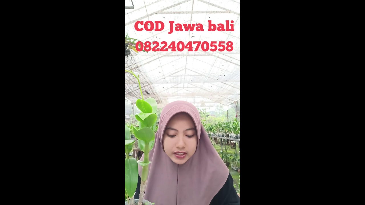 live sale anggrek murah bisa cod