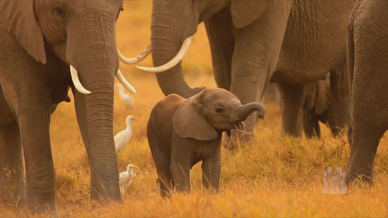 Love Is a Song from Bambi   The Tabernacle Choir